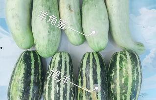 吃瓜的网红都有哪些呢视频,揭秘热门视频背后的“瓜王”们